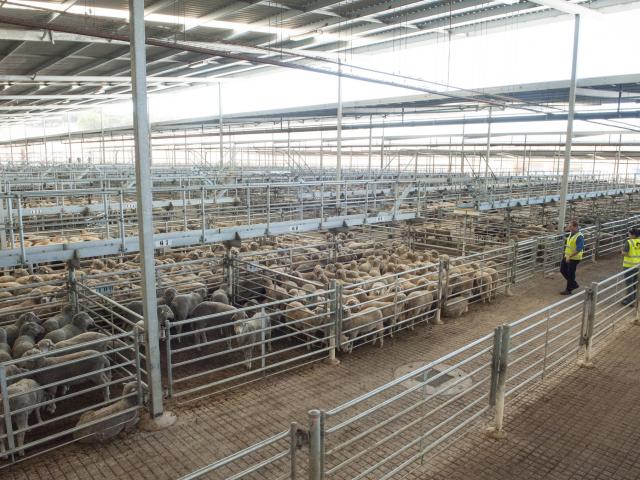 Animal welfare inspectors at saleyard