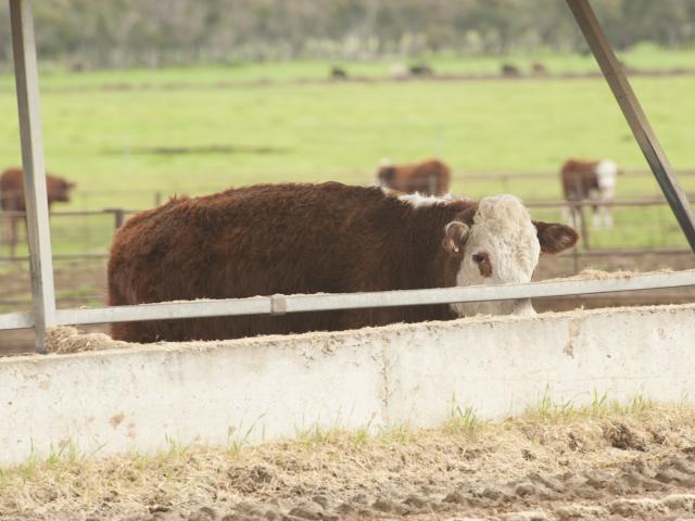 Brown and white cow standing in feedlot