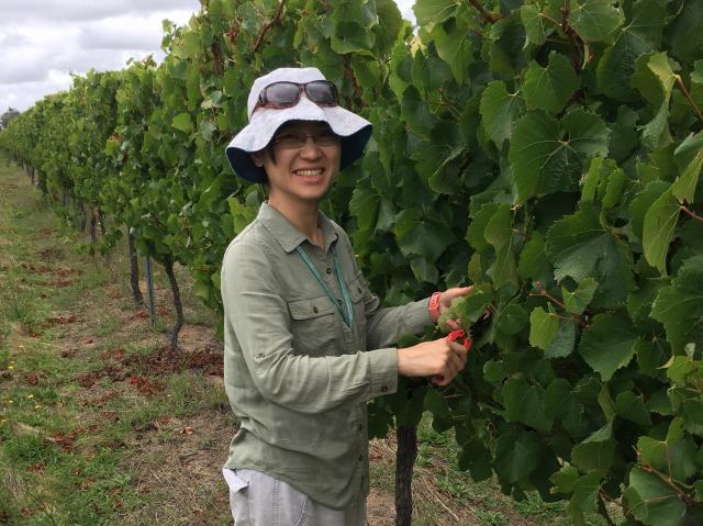 DPIRD Technical Officer Yu-Yi Liao picking Chardonnay