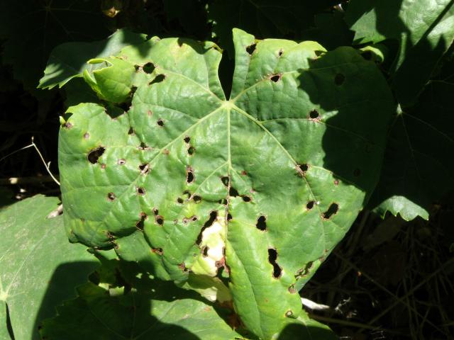 Grape leaf showing the ‘shot hole’ appearance of leaf lesions when the centre of the lesion falls out