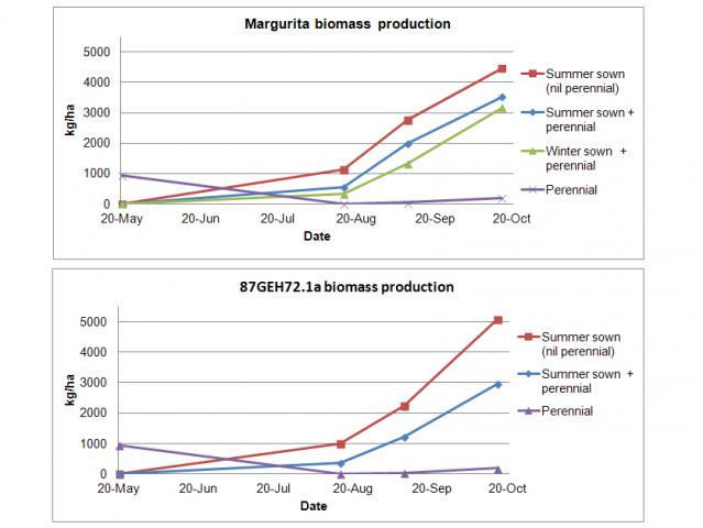 Graph illustrating summer sown serradella varieties (both with and without perennials) achieving greater biomass than winter sown serradella varieties and perennials alone.