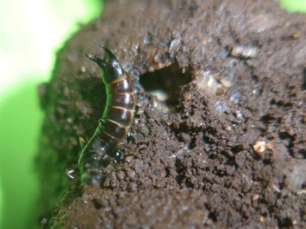 an earwig on a truffle