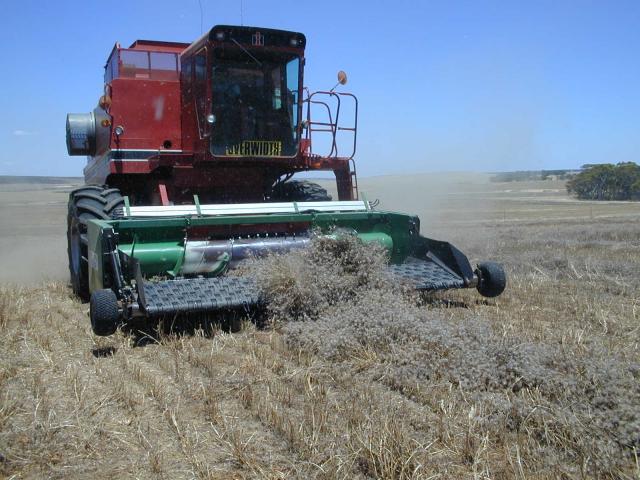Harvesting Sothis seed with conventional header