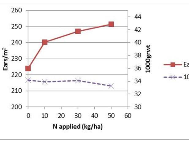 Effect of applied nitrogen on ears and grain weight