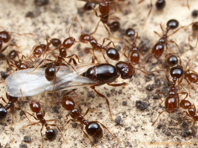 A red imported fire ant queen surrounded by worker ants
