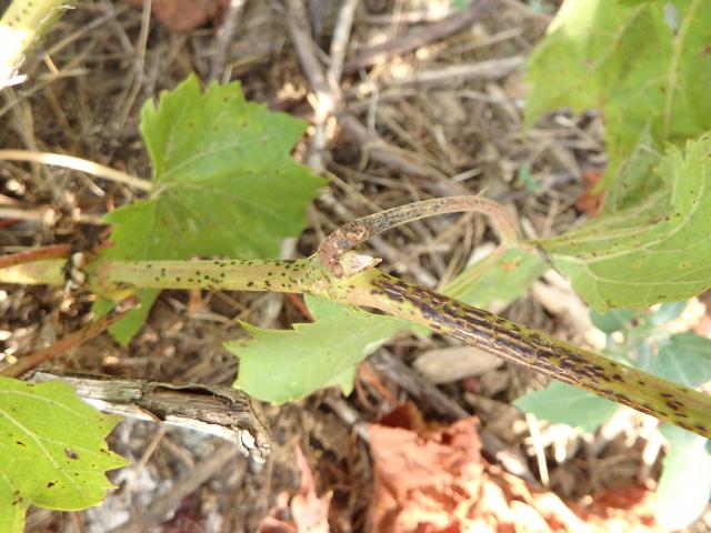 Older stem infection of Phomopsis viticola