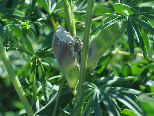 Sclerotinia stem rot in lupins