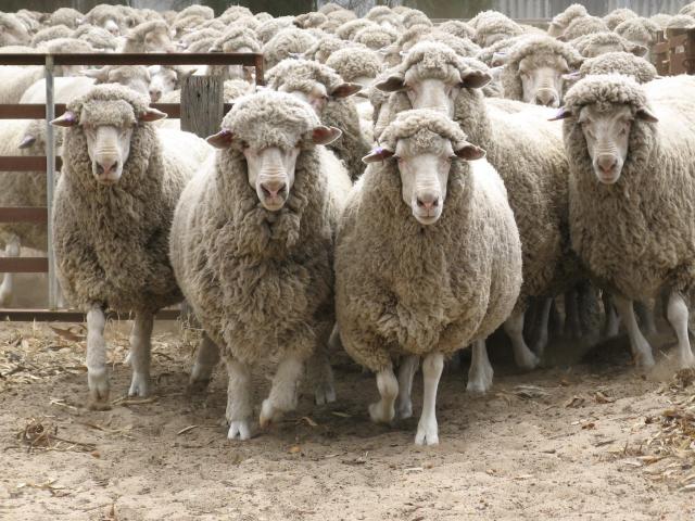 Sheep in saleyards