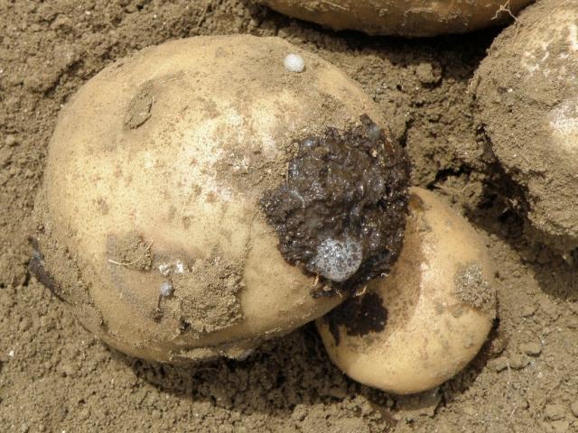 bacterial slime oozes from the eyes of tubers (Image supplied by Andrew Taylor) Null