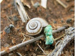 Vineyard snail consuming pellet