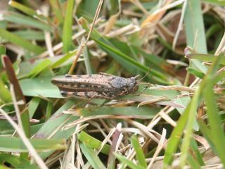 Urnisa grasshopper