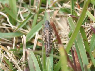 Adult sand Urnisa grasshopper