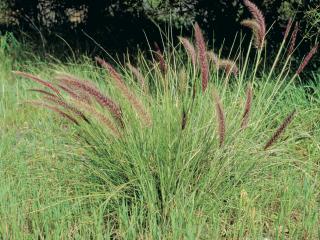 Grass with feather-like 'tails' of purple and beige.