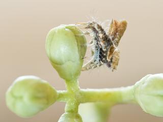 green lacewing larva