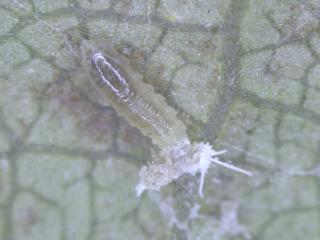 fly larva predating mealybug