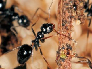African black sugar ants with pupae