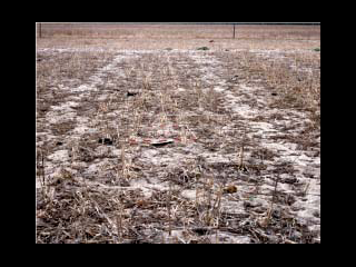 An oblique view of 1000 kg/ha of standing and prostrate cereal stubble covering about 40% of the ground.