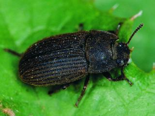 A close up photo of a vegetable beetle on a leaf.