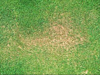 Patch of brown dry lawn.