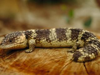 Brown bobtail lizard.