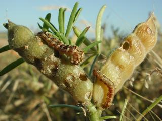 Native budworm caterpillars chewing lupin pods