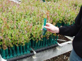 Blue gum treelings enclosed with plastic mesh sleeve to protect them form attack by African black beetle adults