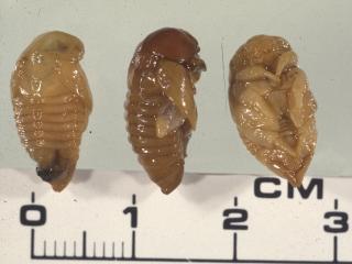 Pupae of African black beetle are pale to dark brown and about 5mm wide and 1cm long
