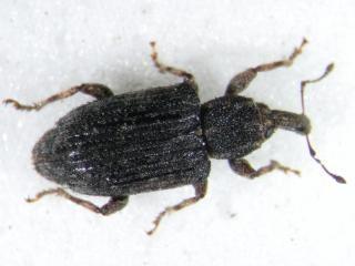 An adult desiantha weevil