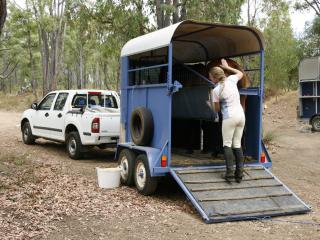 A woman loading a brown horse on a float.