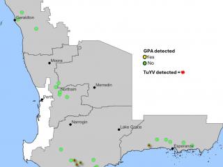A map of the WA grainbelt displaying green peach aphid and turnip yellows virus monitoring sites A map of the WA grainbelt displaying green peach aphid and turnip yellows virus monitoring sites