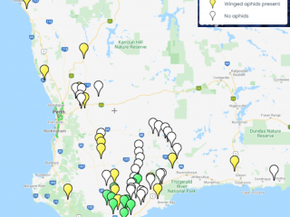 Map of aphid and turnip yellow virus (TuYV) presence or absence findings by DPIRD yellow sticky traps this season to date across the WA grainbelt. Map of aphid and turnip yellow virus (TuYV) presence or absence findings by DPIRD yellow sticky traps this season to date across the WA grainbelt.