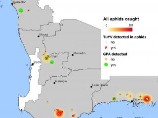 Findings from green peach aphid and turnip yellows virus monitoring sites, current to 10 July 2024. Findings from green peach aphid and turnip yellows virus monitoring sites, current to 10 July 2024.