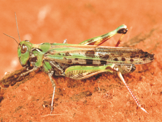 Australian plague locust.