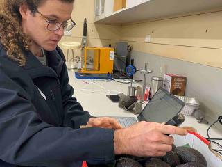 A man measuring avocados in a laboratory. A man measuring avocados in a laboratory.