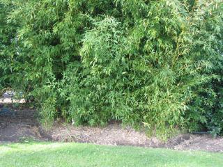 A trench dug next to a stand of green running bamboo.