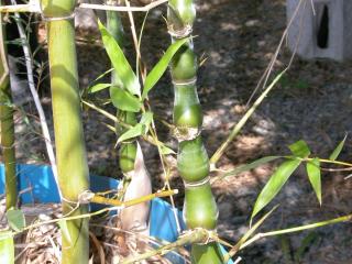 A few stems of bamboo with fattened stems.