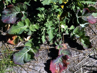 Canola plants displaying symptoms of Turnip yellows virus Canola plants displaying symptoms of Turnip yellows virus