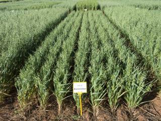 Trials of oat variety Bannister will be on show at the upcoming Spring field days.