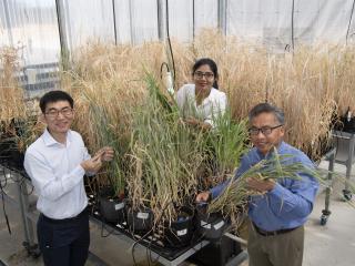 Three people standing in a glasshouse with barley plants in pots.