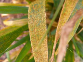 Orange leaf rust pustules on barley leaves