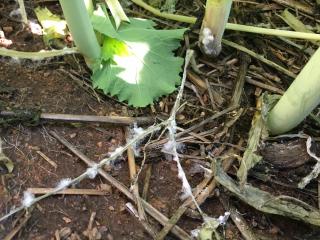 Sclerotinia basal infection in a canola crop. Sclerotinia basal infection in a canola crop.