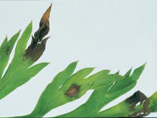 Alternaria dauci symptom close up