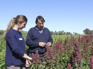 Woman and man in a flowering quinoa crop