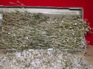 Untreated Botrytis will run rampant in transit