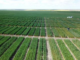 DPIRD researcher Brenda Shackley pictured working on an early season wheat NVT at Hyden to support information on flowering dates of wheat varieties sown in April. Brenda Shackley in a field of wheat plots