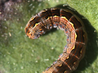 A brown pasture looper caterpillar