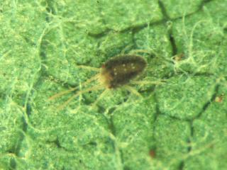 Bryobia mite adult