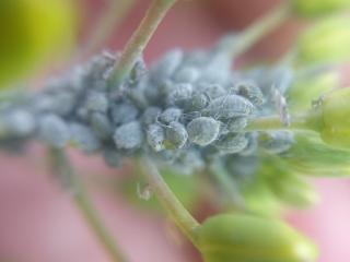 Cabbage aphid colony