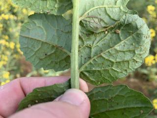 Green peach aphids on underside of unsprayed canola. Note the pale/orange aphids which have been infected by fungal disease