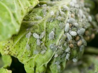 Wingless adults, nymphs and brown parasitised bodies of cabbage aphid. Photo courtesy Pia Scanlon, DAFWA Wingless adults and nymphs of cabbage aphid. Brown aphids are parasitised aphids. Photo courtesy Pia Scanlon, DAFWA
